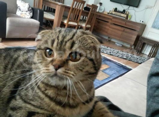 Çok Uyguna Scotish Fold