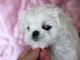 Tüy Dökmeyen Maltese Mini Boy Yavrular