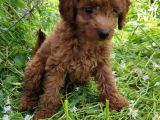 4.5 Aylık Erkek Toypoodle
