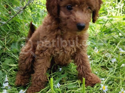4.5 Aylık Erkek Toypoodle görsel