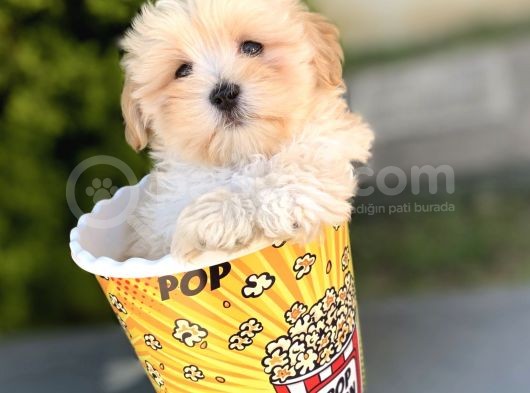 Irkinin En İyi̇leri̇ Safkan F1 Malti̇poo Yavrulari̇mi̇z