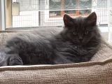 Çok Uyguna Bri̇ti̇sh Long Hai̇r Kedi̇leri̇mi̇z