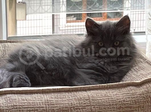 Çok Uyguna Bri̇ti̇sh Long Hai̇r Kedi̇leri̇mi̇z
