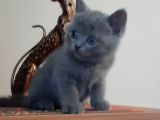 British Shorthair Yavrularım