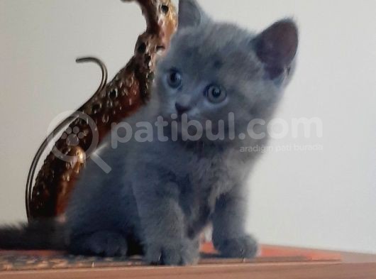 British Shorthair Yavrularım görsel