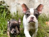 Show Kalite French Bulldog Bebekler