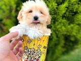 Irkinin En İyi̇leri̇ Safkan F1 Malti̇poo Yavrulari̇mi̇z