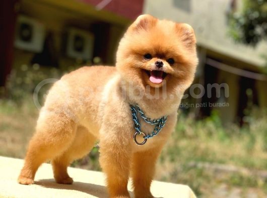 Pomeranian Boo Teddy Face Erkek Köpeğimiz görsel