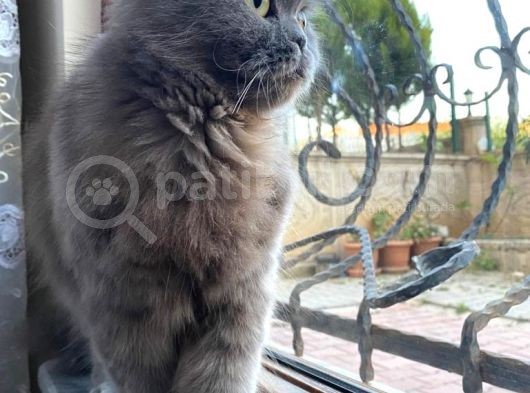 Tam Bi̇r İngi̇li̇z Hanimefendi̇si̇ görsel