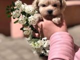 Maltipoo Dizayn Irk Sevimli Yavrular