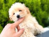 Irkinin En İyi̇leri̇ Safkan F1 Malti̇poo Yavrulari̇mi̇z