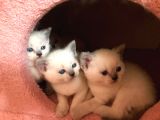 Safkan Blue Poınt Yavrular