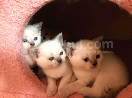 Safkan Blue Poınt Yavrular görsel
