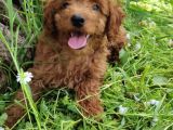 4.5 Aylık Erkek Toypoodle