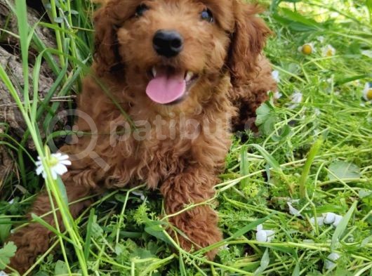 4.5 Aylık Erkek Toypoodle