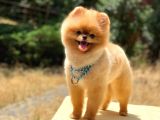 Pomeranian Boo Teddy Face Erkek Köpeğimiz