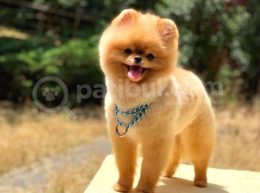 Pomeranian Boo Teddy Face Erkek Köpeğimiz görsel