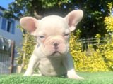Mavi̇ Gözlü A Kali̇te Di̇şi̇ French Bulldog Yavrumuz