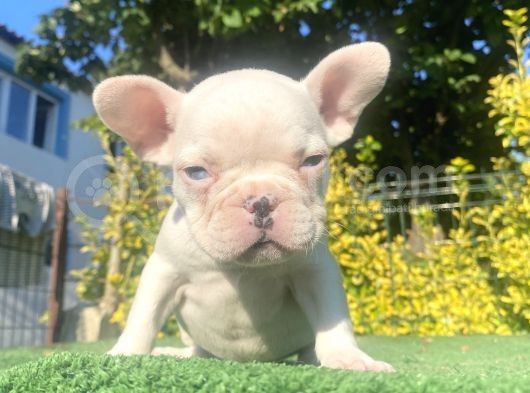 Mavi̇ Gözlü A Kali̇te Di̇şi̇ French Bulldog Yavrumuz görsel