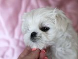 Tüy Dökmeyen Maltese Mini Boy Yavrular