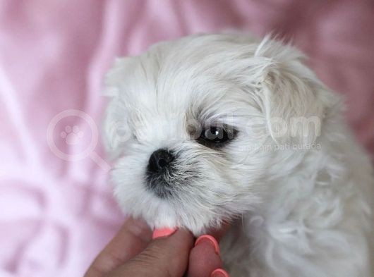Tüy Dökmeyen Maltese Mini Boy Yavrular görsel