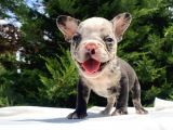 Nadi̇r Renk Merle French Bulldog Mavi̇ Göz