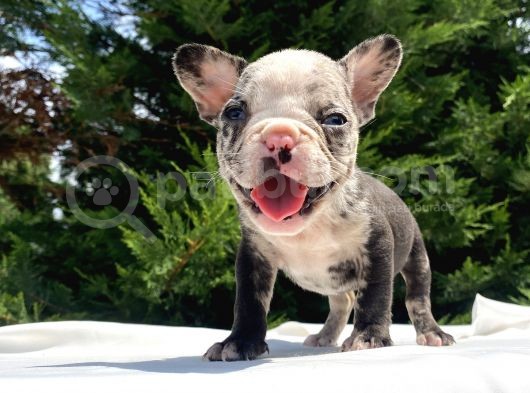 Nadi̇r Renk Merle French Bulldog Mavi̇ Göz görsel