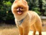 Pomeranian boo teddy face erkek köpeğimiz