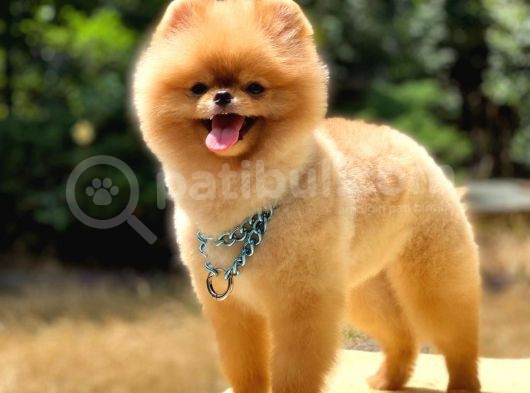 Pomeranian Boo Teddy Face Erkek Köpeğimiz