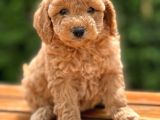 Bebek Surat Toy Poodle Yavrular