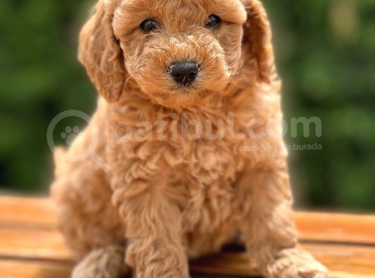 Bebek Surat Toy Poodle Yavrular görsel