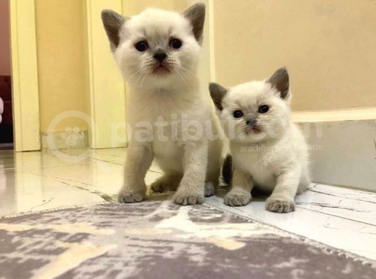 Safkan Blue Poınt Yavrular görsel