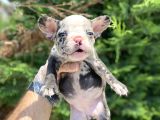 Nadi̇r Renk Merle French Bulldog Mavi̇ Göz