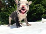 Nadi̇r Renk Merle French Bulldog Mavi̇ Göz