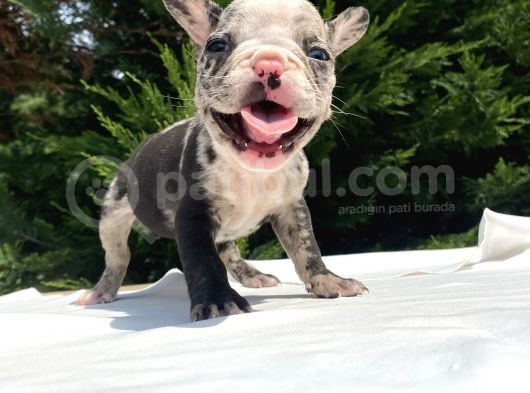 Nadi̇r Renk Merle French Bulldog Mavi̇ Göz görsel