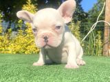Mavi̇ Gözlü A Kali̇te Di̇şi̇ French Bulldog Yavrumuz