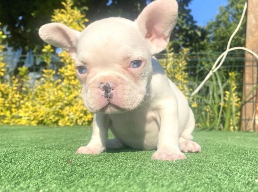 Mavi̇ Gözlü A Kali̇te Di̇şi̇ French Bulldog Yavrumuz görsel