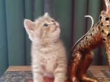 British Shorthair Yavrularım