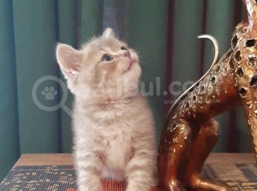 British Shorthair Yavrularım görsel