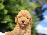 Çeşi̇t Çeşi̇t Poodle Bebekleri̇mi̇z Garanti̇li̇