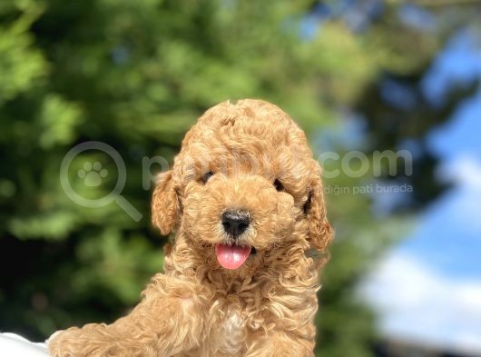 Çeşi̇t Çeşi̇t Poodle Bebekleri̇mi̇z Garanti̇li̇ görsel