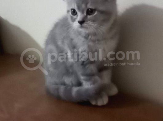 Bıdık görsel
