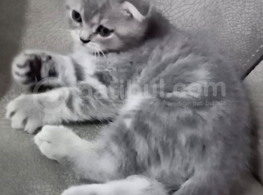 Bıdık görsel