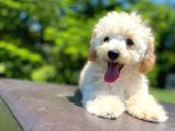 Bi̇r Çok Seçenek İle Poodle Bebekler