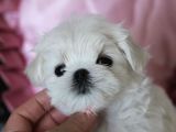Tüy Dökmeyen Maltese Mini Boy Yavrular