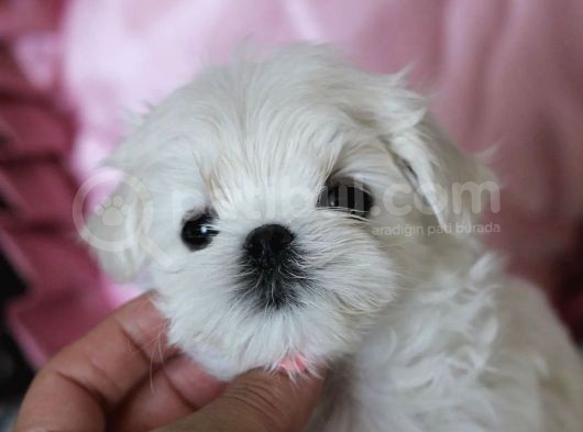 Tüy Dökmeyen Maltese Mini Boy Yavrular