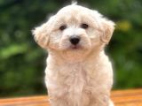Show Kalite Maltipoo Bebekler