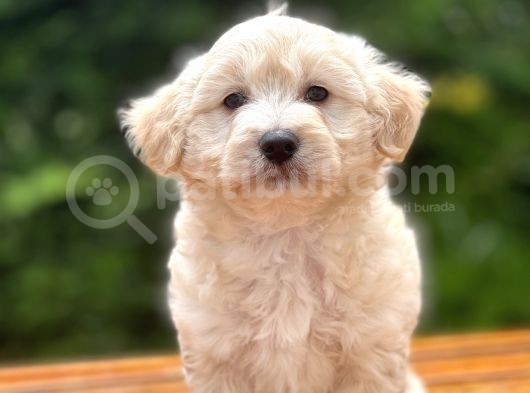 Show Kalite Maltipoo Bebekler