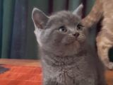 British Shorthair Yavrularım