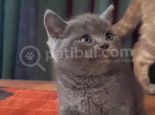 British Shorthair Yavrularım görsel